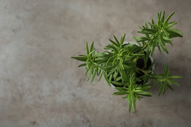 Photo of Pot with green rosemary bush on grey background, top view. Space for text