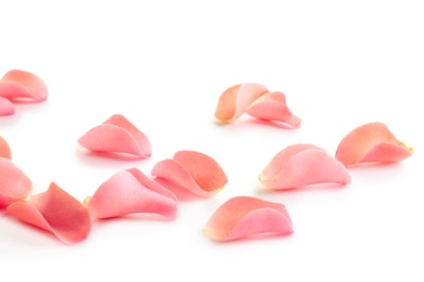 Beautiful rose petals on white background