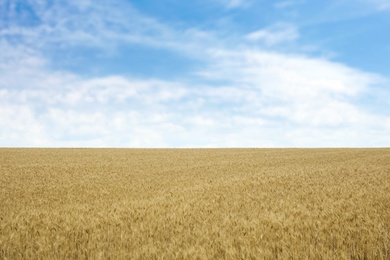 Photo of Golden wheat in grain field. Cereal farming