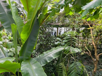 Photo of Beautiful banana leaf plant growing in greenhouse