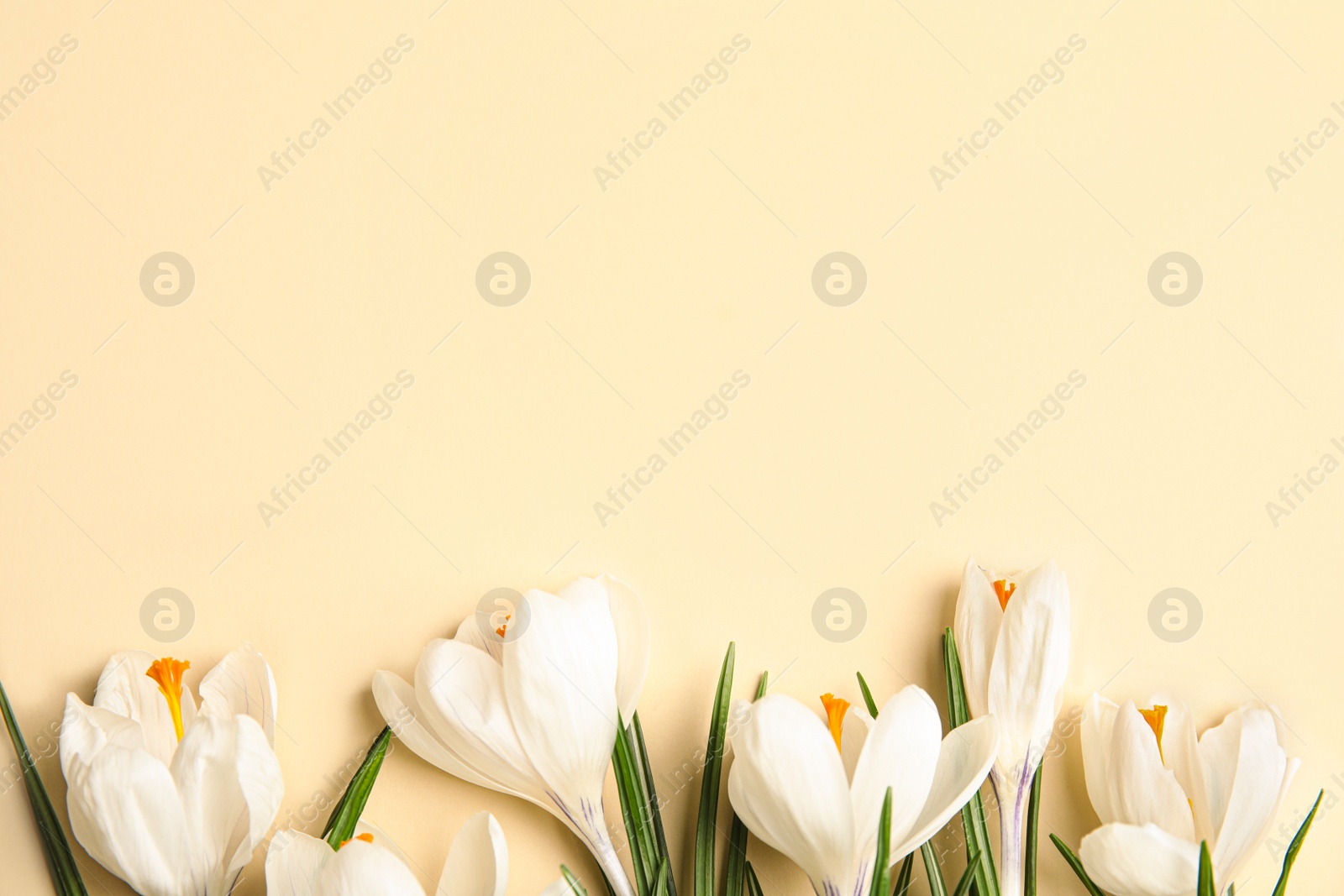 Photo of Beautiful spring crocus flowers on beige background, flat lay. Space for text