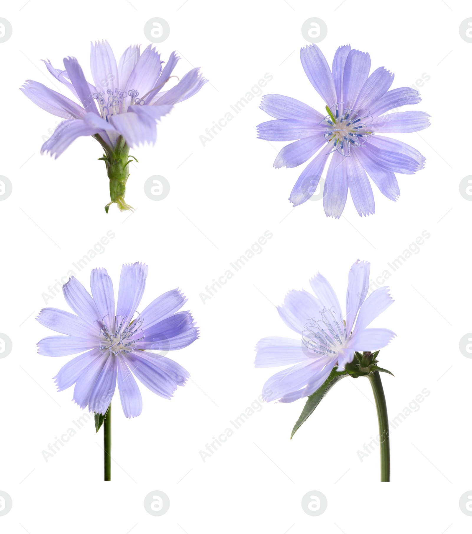 Image of Beautiful tender chicory flowers on white background, collage 