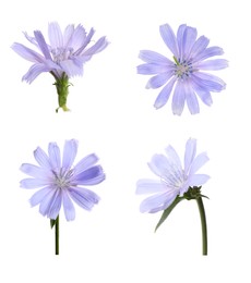 Image of Beautiful tender chicory flowers on white background, collage 