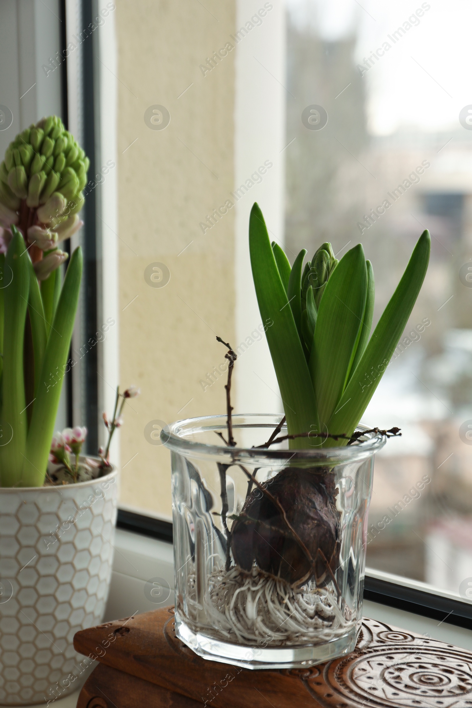 Photo of Beautiful bulbous plants on windowsill indoors. Spring time