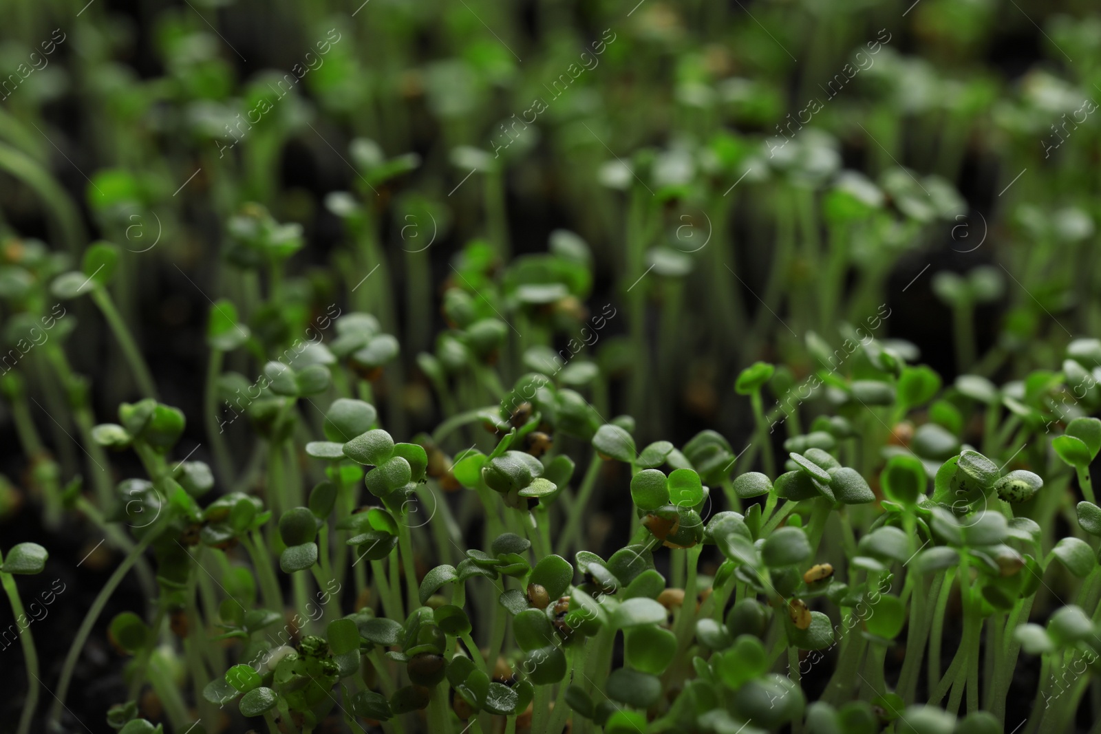 Photo of Young arugula sprouts growing in soil, closeup view