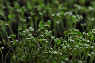 Photo of Young arugula sprouts growing in soil, closeup view