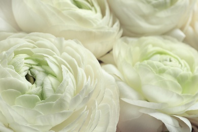 Photo of Beautiful ranunculus flowers, closeup