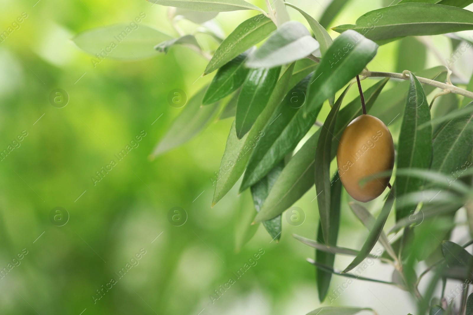 Photo of Twigs with fresh green olive leaves and fruit on blurred background. Space for text