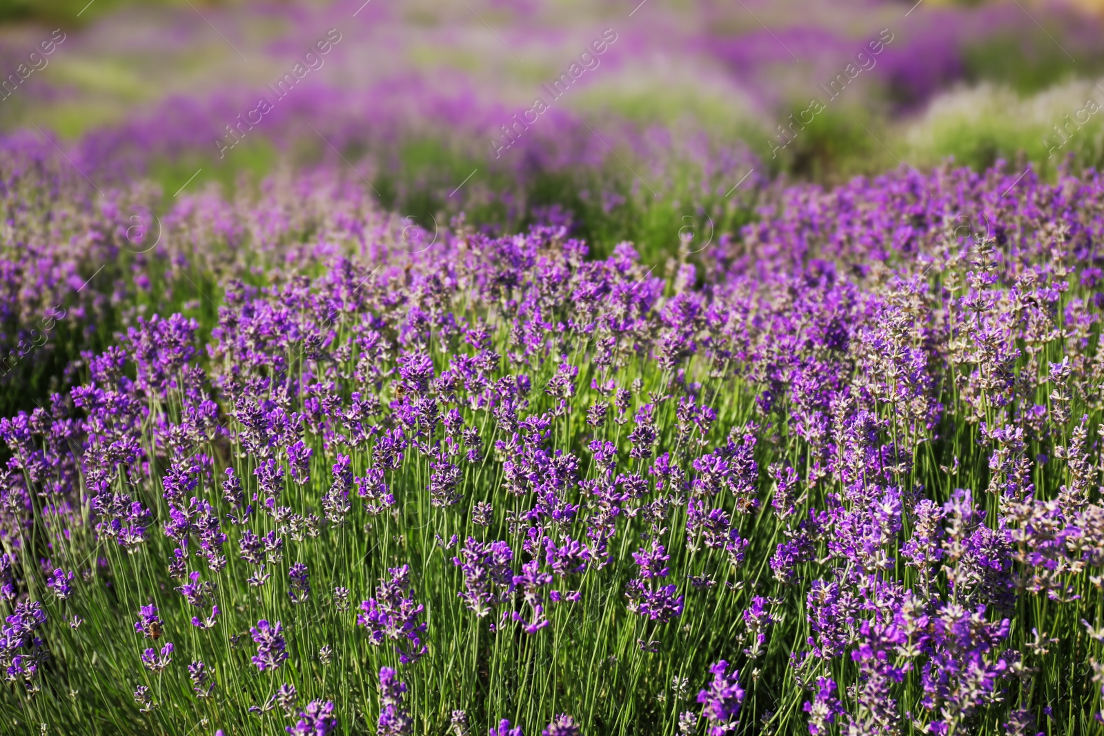 Photo of Beautiful blooming lavender field on summer day