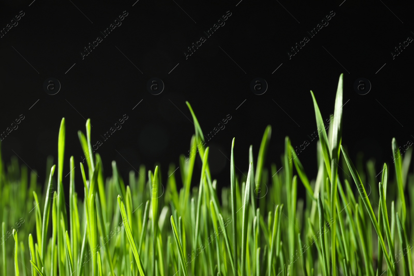 Photo of Green wheat grass on black background, closeup