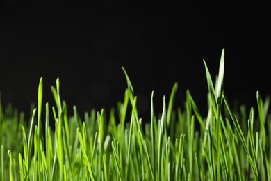 Photo of Green wheat grass on black background, closeup