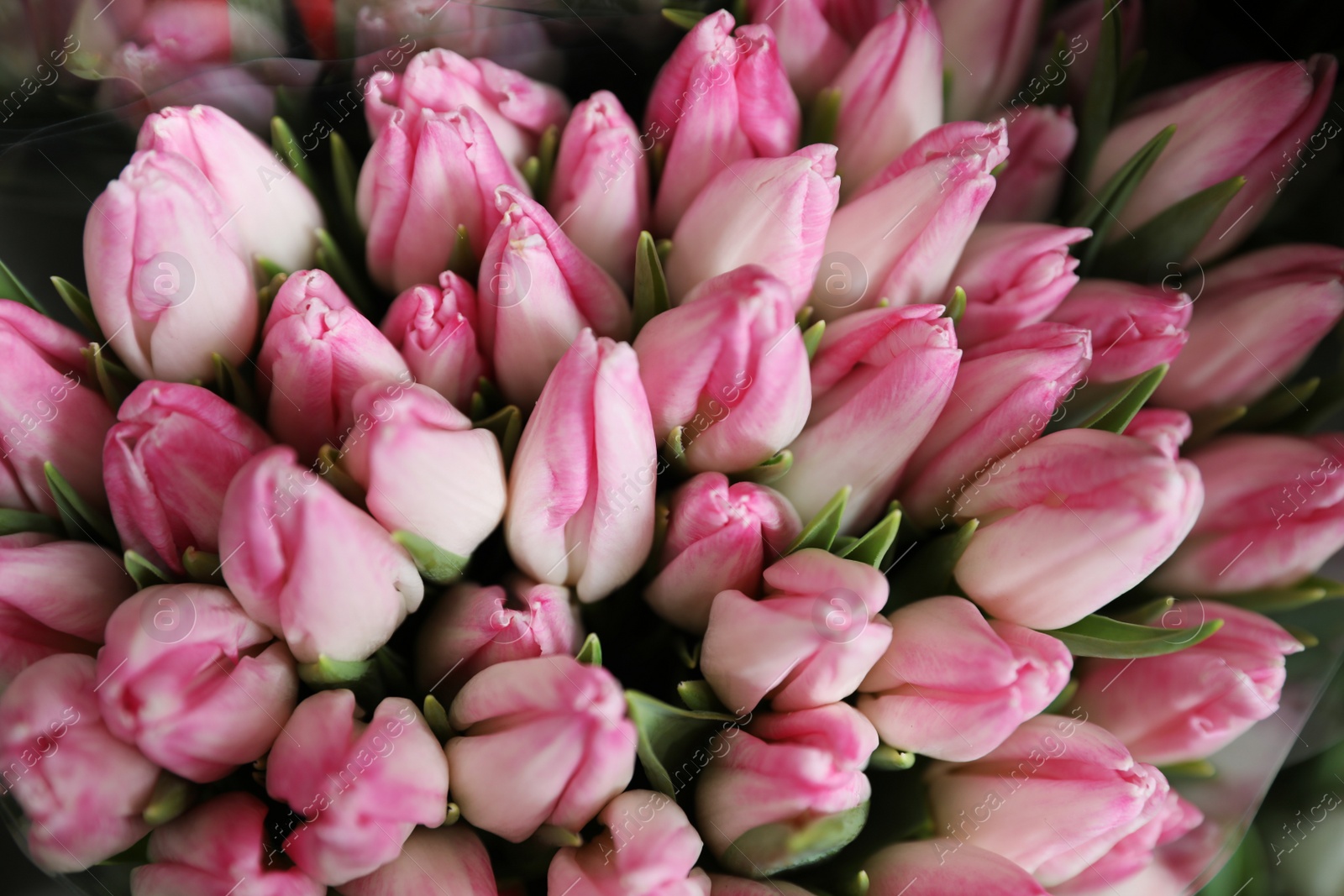 Photo of Beautiful pink tulips as background. Floral decor