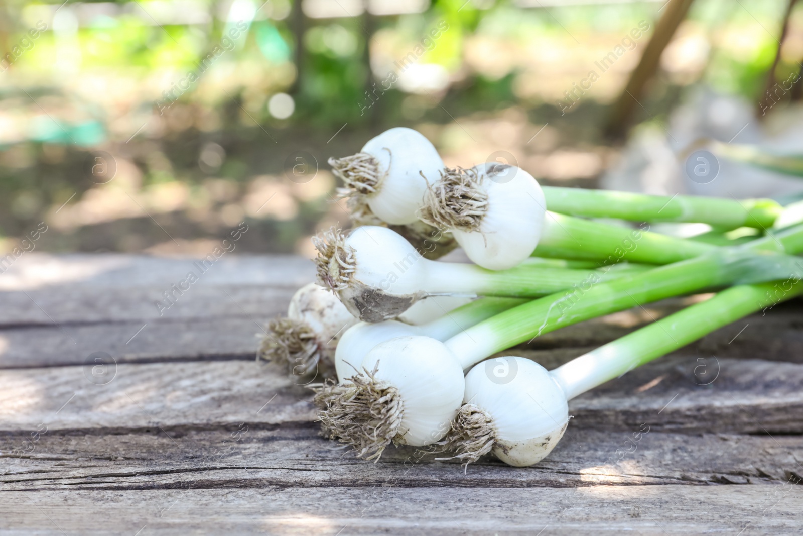 Photo of Fresh ripe garlic bulbs on wooden table