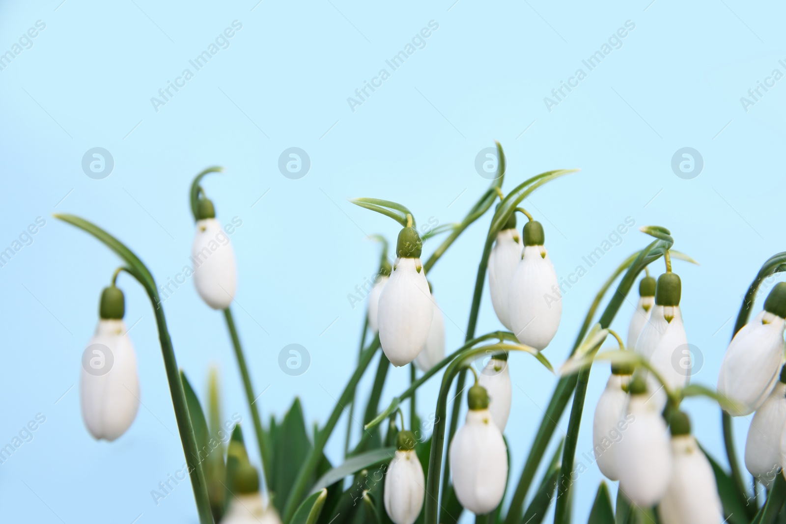 Photo of Fresh blooming snowdrops growing outdoors. Spring flowers