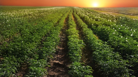 Beautiful field with blooming potato bushes on sunny day