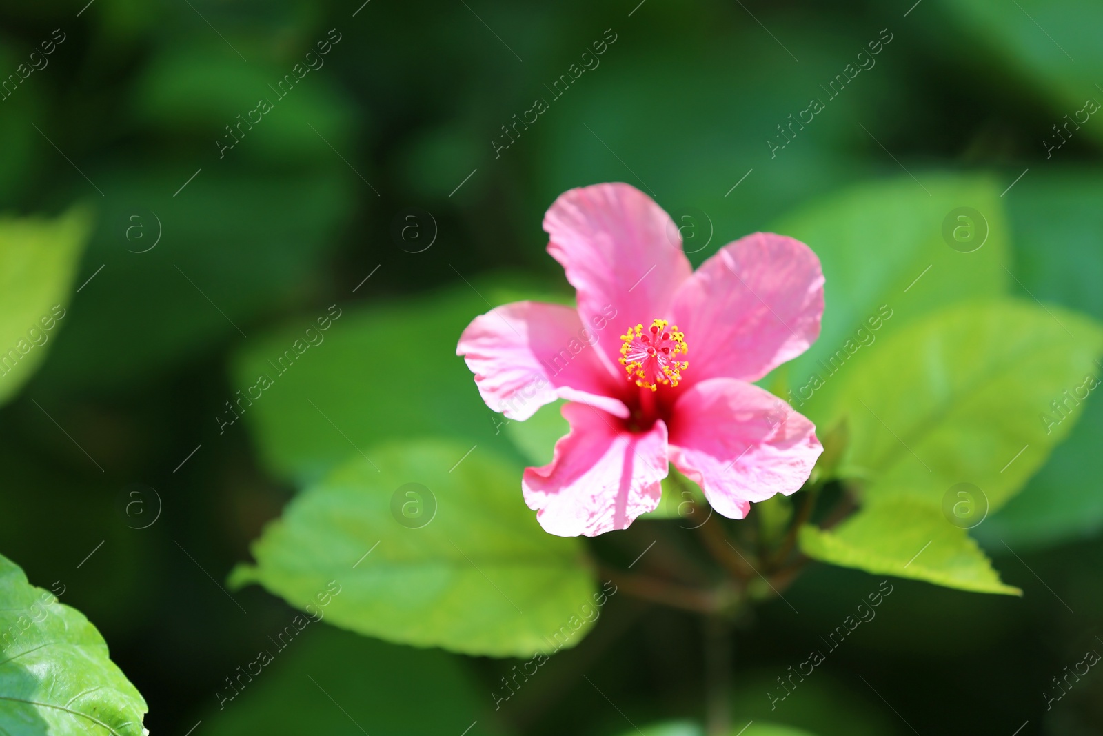 Photo of Beautiful flower at tropical resort on sunny day