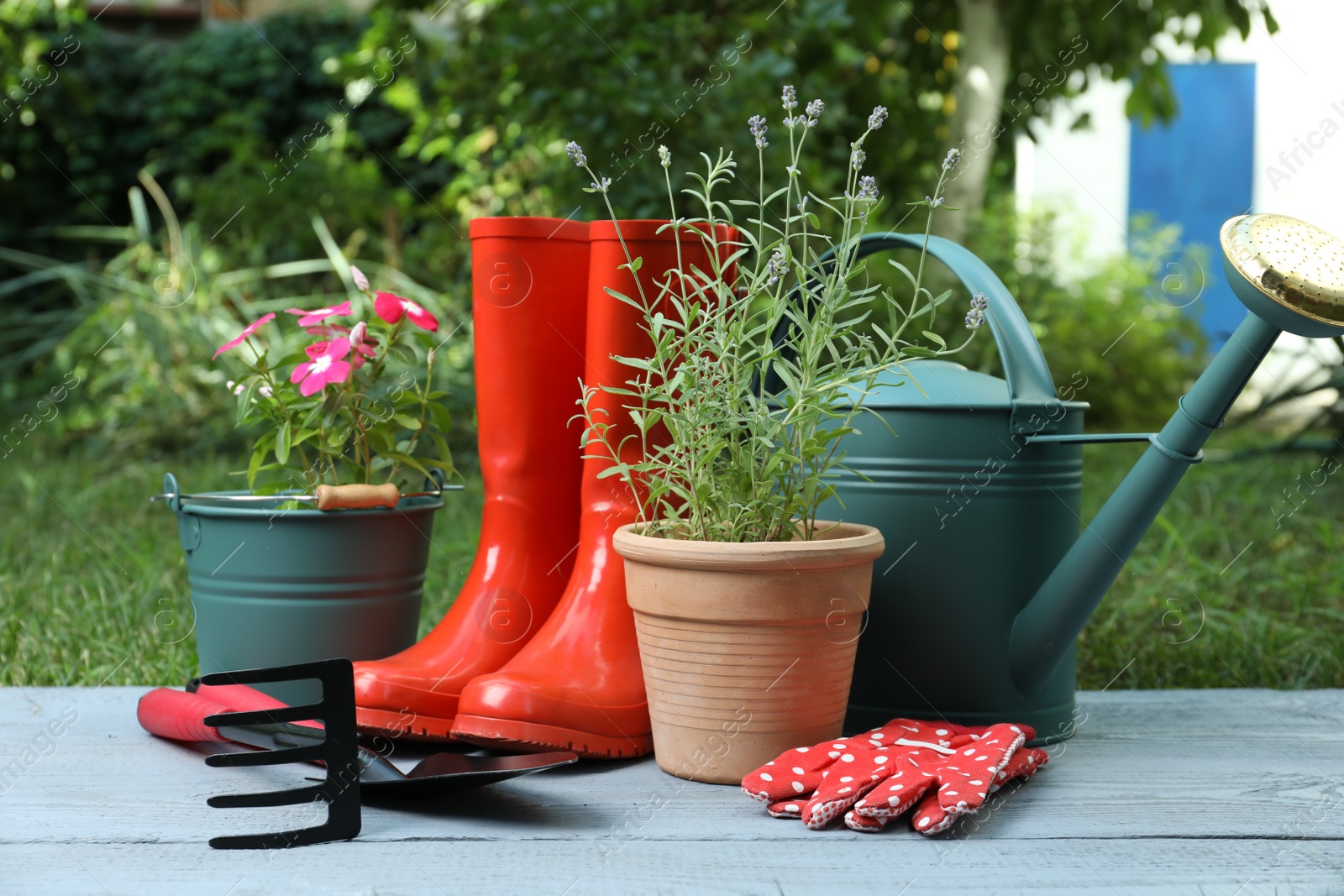 Photo of Beautiful flowers and gardening tools on grey wooden table at backyard