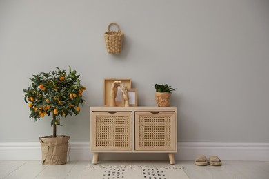 Stylish room interior with wooden cabinet and potted kumquat tree near grey wall