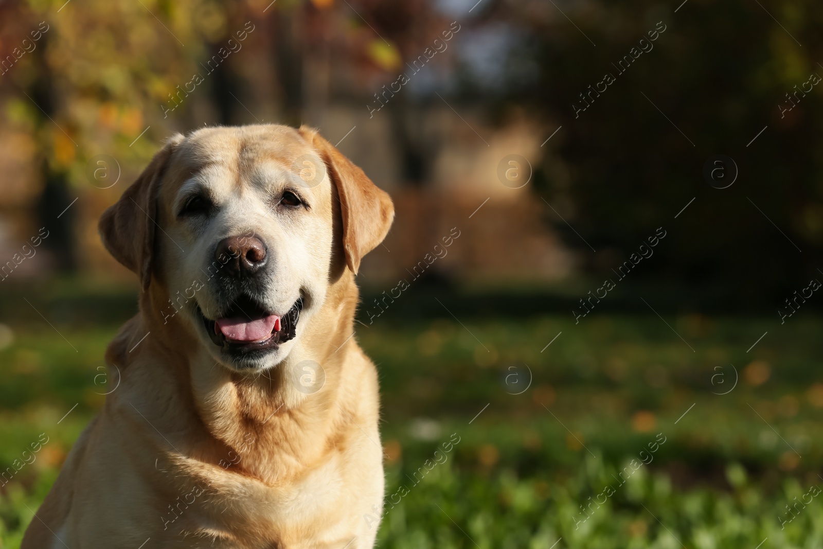 Photo of Happy yellow Labrador in park on sunny day. Space for text