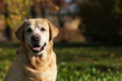 Photo of Happy yellow Labrador in park on sunny day. Space for text