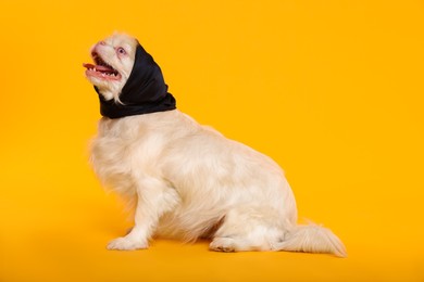 Photo of Cute Pekingese dog with bandana on yellow background