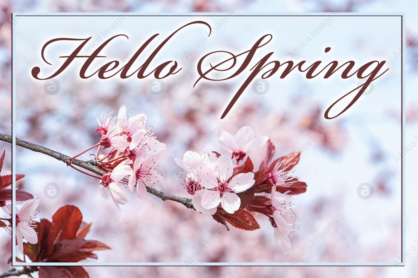 Image of Hello Spring. Beautiful blossoming tree outdoors, closeup