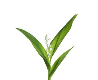 Photo of Beautiful lily of the valley flower with green leaves on white background