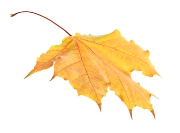 Photo of Beautiful autumn leaf on white background. Fall foliage