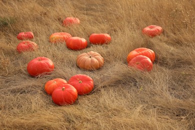 Ripe orange pumpkins among dry grass in field