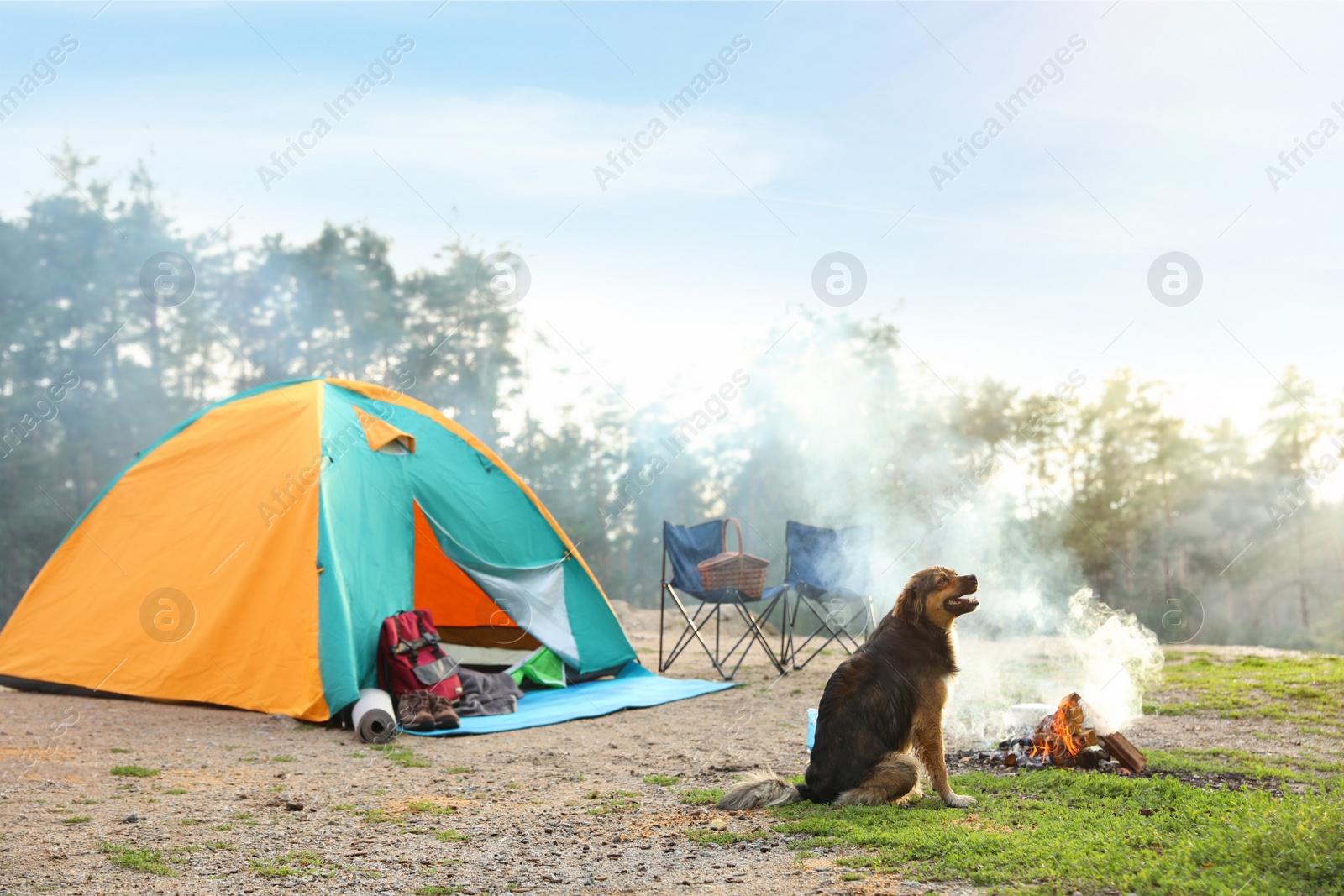 Photo of Cute dog near camping tent in wilderness