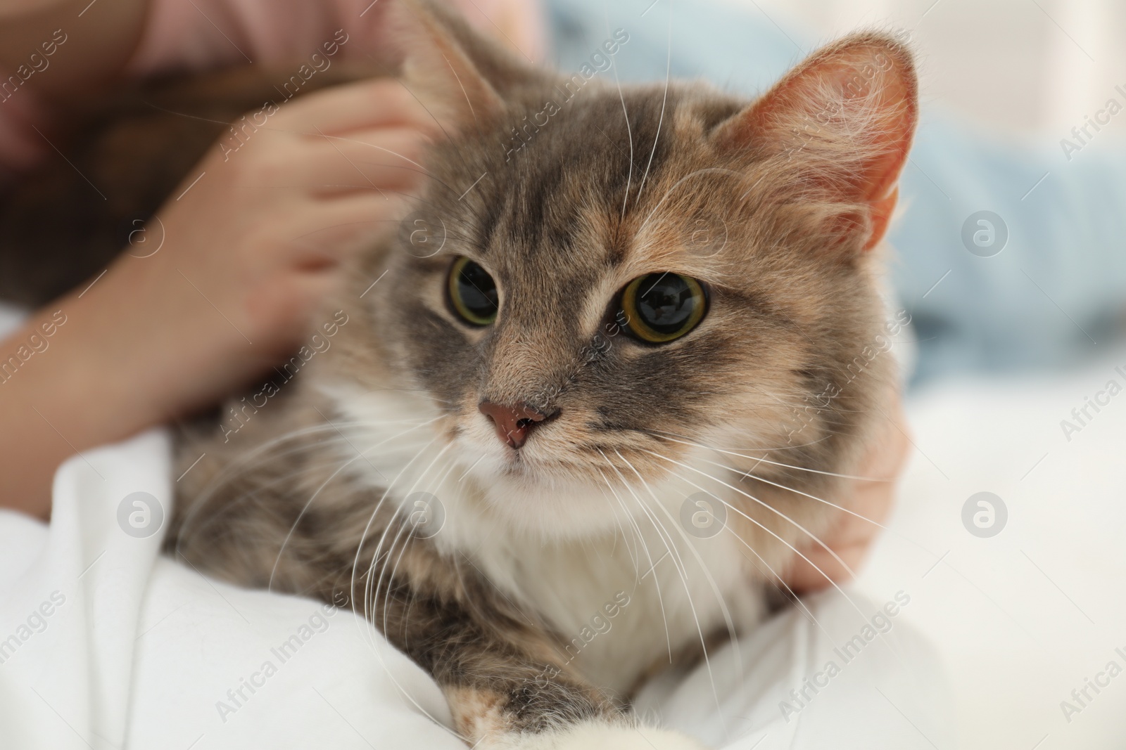 Photo of Cute little girl with cat lying on bed at home, closeup. First pet