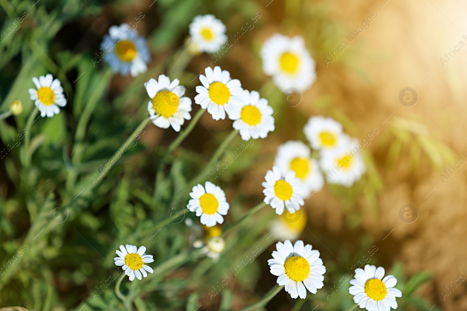 Photo of Beautiful wild flowers outdoors on sunny day, closeup. Amazing nature in summer