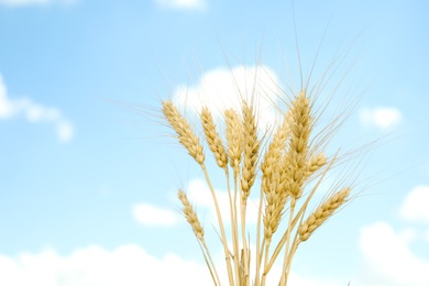 Photo of Golden spikes with ripe grains on blue sky background. Cereal farming