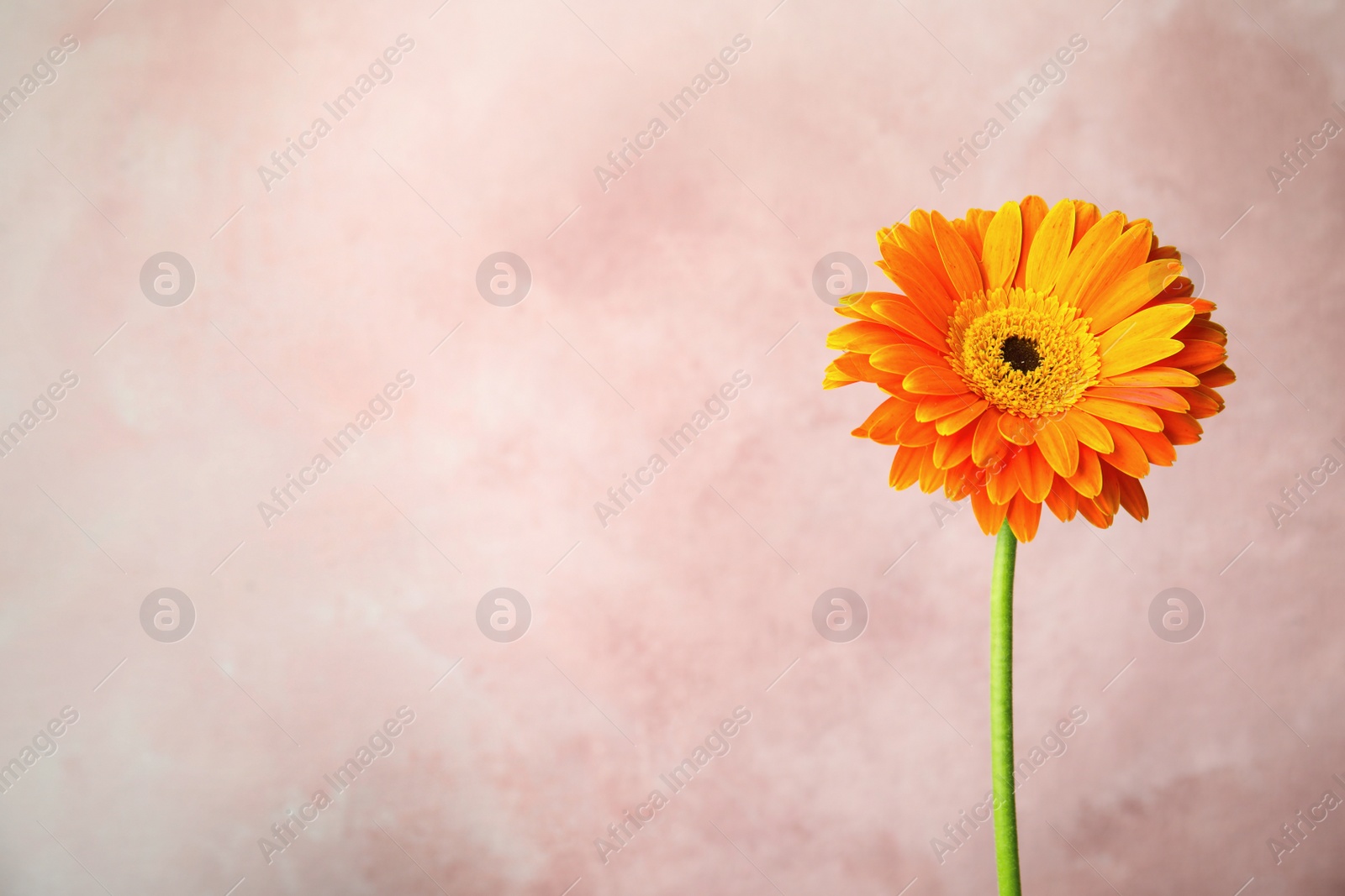 Photo of Beautiful bright gerbera flower on color background. Space for text