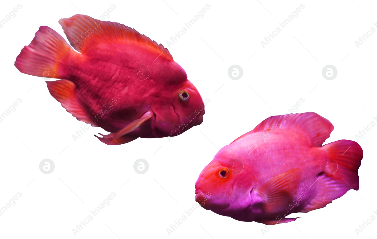 Image of Collage of beautiful blood parrot cichlid fish on white background