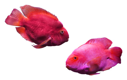 Collage of beautiful blood parrot cichlid fish on white background