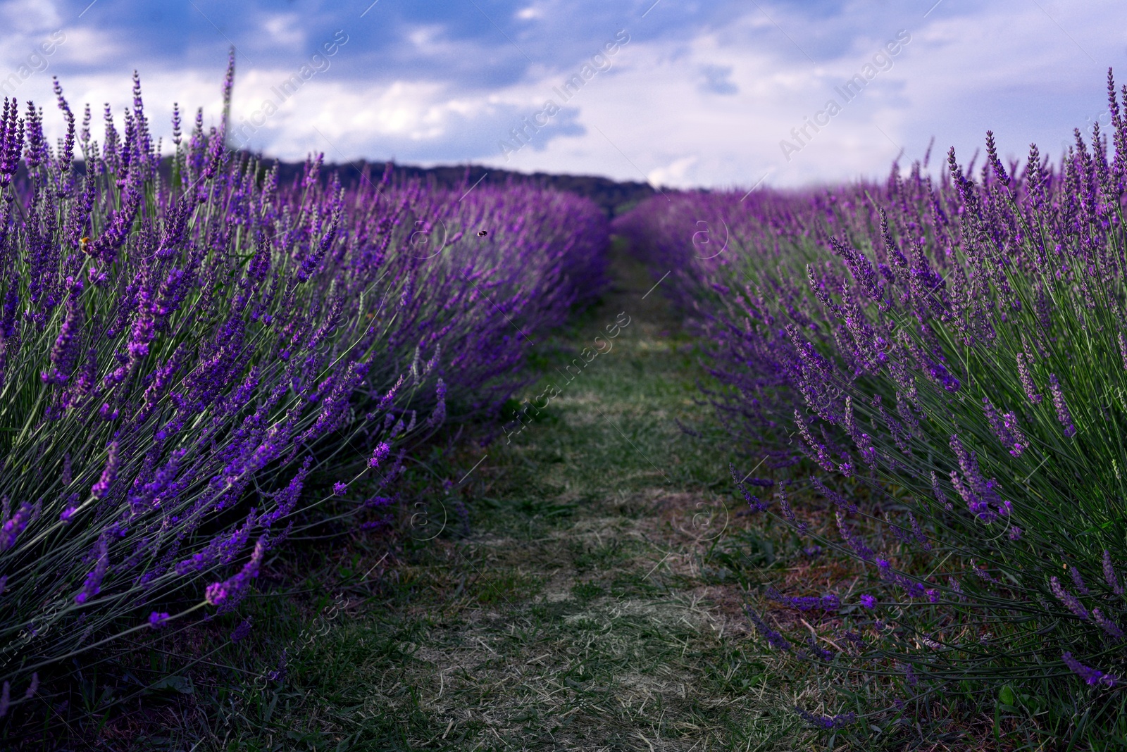 Photo of Picturesque view of beautiful blooming lavender field