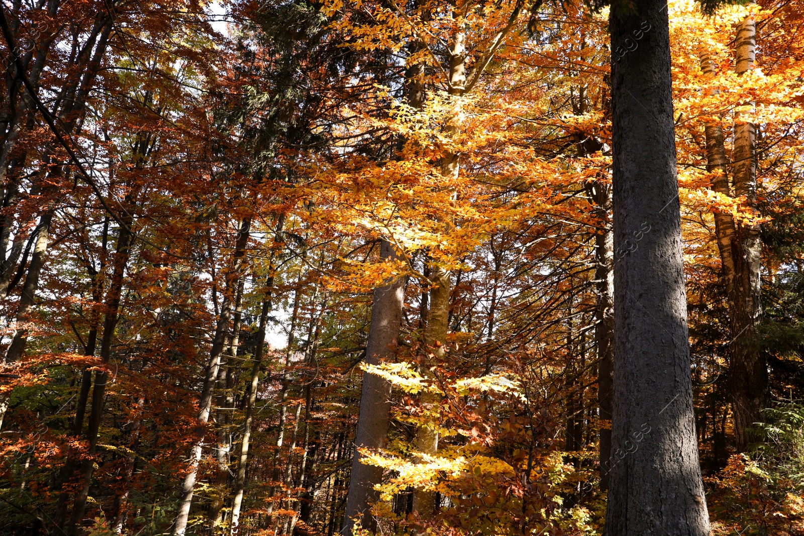 Photo of Beautiful trees with colorful leaves in autumn forest