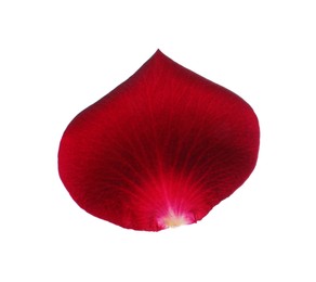 Photo of Red rose flower petal on white background