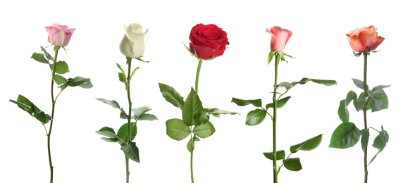 Image of Set of different roses on white background. Banner design 