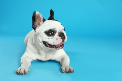 French bulldog on blue background. Space for text