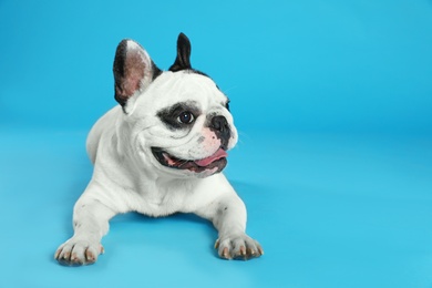 Photo of French bulldog on blue background. Space for text