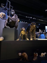 Leiden, Netherlands - November 19, 2022: Museum exhibition with different stuffed animals. Environmental education
