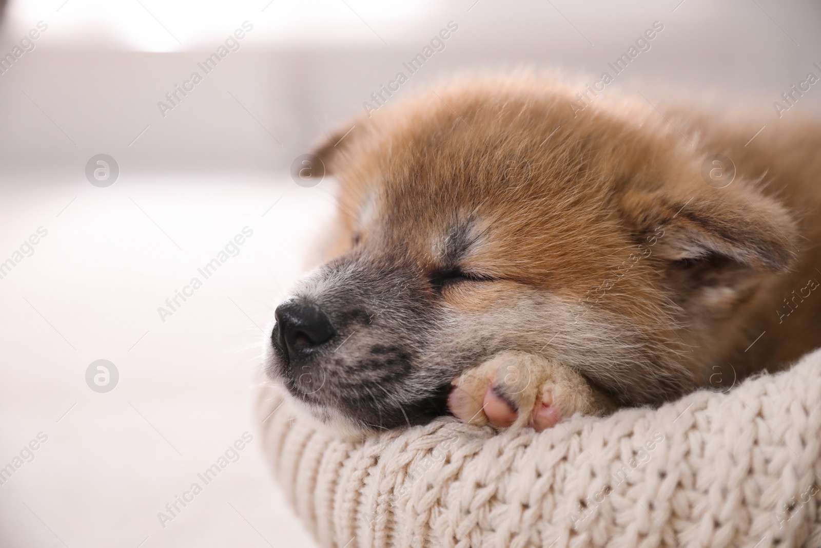 Photo of Adorable Akita Inu puppy in dog bed on blurred background, closeup