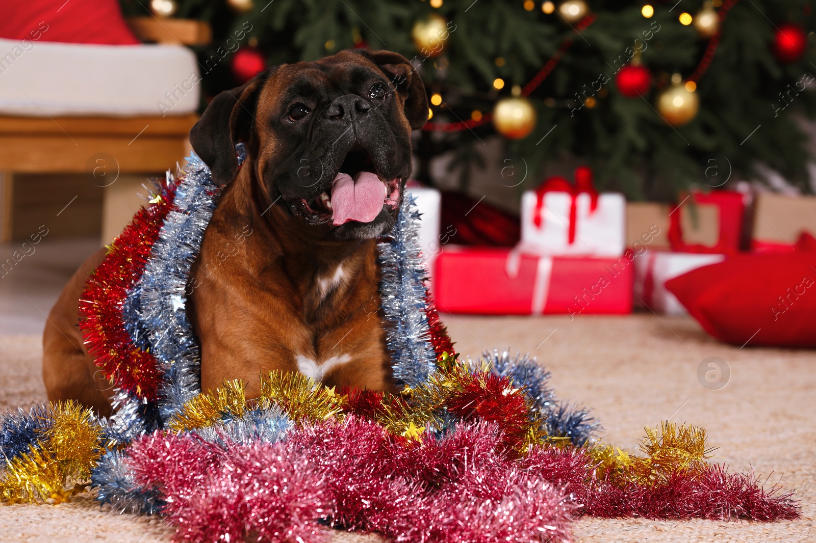 Photo of Cute dog with colorful tinsels in room decorated for Christmas