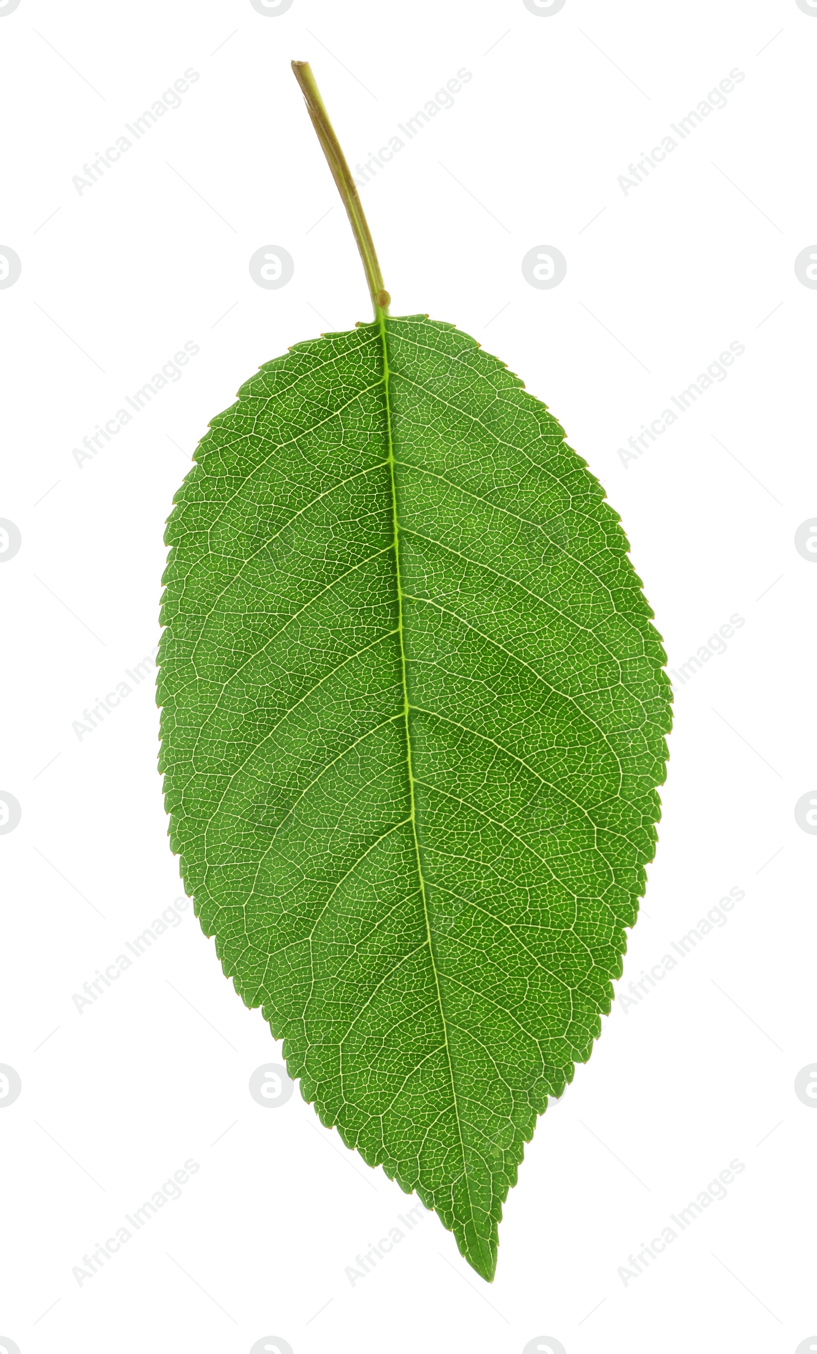Photo of Green leaf of cherry tree isolated on white
