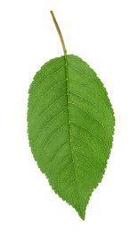 Green leaf of cherry tree isolated on white