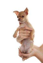 Woman holding Chihuahua puppy on white background, closeup. Baby animal