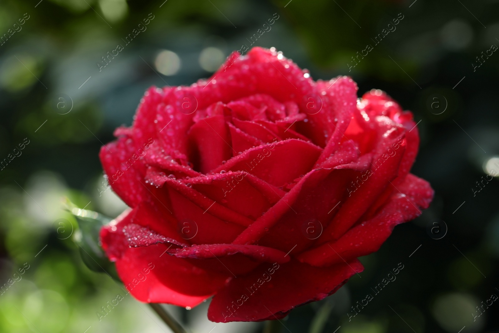 Photo of Beautiful blooming rose in garden on sunny day, closeup view