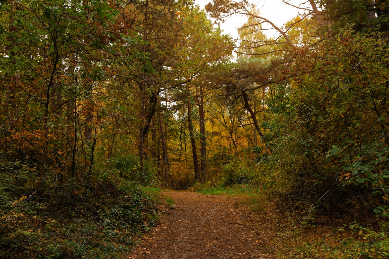 Photo of Pathway with many fallen leaves between beautiful trees in autumn park